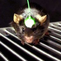 What Is Optogenetics? Total Mind Control Technology. Here's How They Do It!
