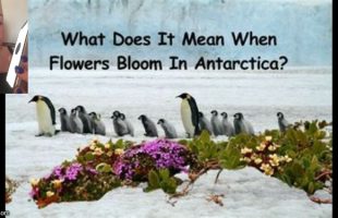 WHAT'S REALLY IN ANTARCTICA⁉️ 🏔 WHY ARE WE FORBIDDEN FROM EXPLORING IT⁉️