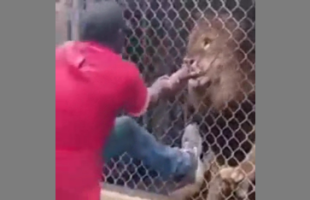 ALL OF YOU STUPID SCUMBAGS 🦁 WILL SOON FEEL THE BITE❗