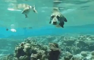 WHO LET THE 🐶🐟 DOGFISH OUT⁉️