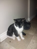 Canadian meat time to fight back