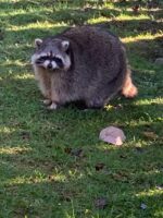 The Covidiot animated movie