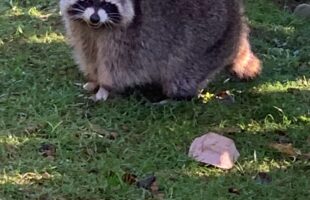 The Covidiot animated movie