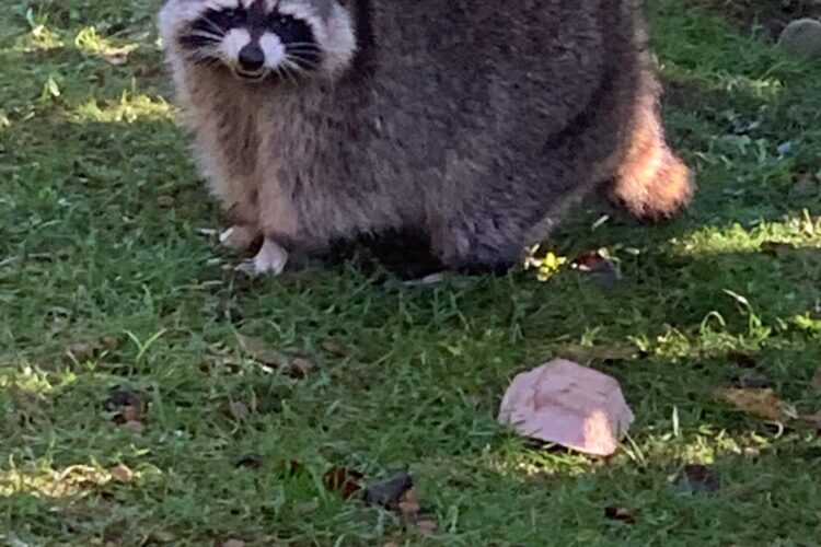 The Covidiot animated movie