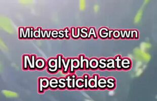 MIDWEST USA GROWN 🧑‍🌾 FARMING WITHOUT GLYPHOSATE PESTICIDES