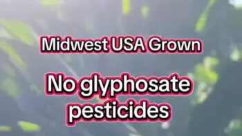 MIDWEST USA GROWN 🧑‍🌾 FARMING WITHOUT GLYPHOSATE PESTICIDES