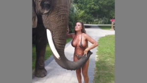 THIRSTY 🐘 ELEPHANT