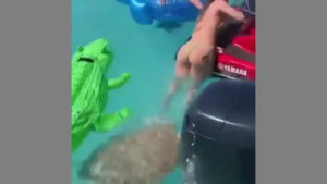 ONE OF THE REASONS WHY 🐢 YOU MUST NOT FEED WILD ANIMALS