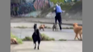 DOGS SEND MELBOURNE ATTACKER RUNNING 🐶 AFTER ATTEMPTED ASSAULT❗