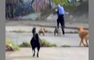 DOGS SEND MELBOURNE ATTACKER RUNNING 🐶 AFTER ATTEMPTED ASSAULT❗