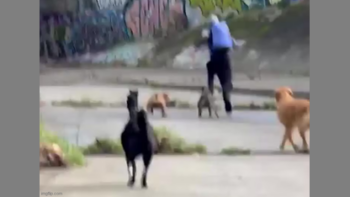 DOGS SEND MELBOURNE ATTACKER RUNNING 🐶 AFTER ATTEMPTED ASSAULT❗