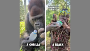 POSSIBLY THE MEANEST VIDEO VᵳB HAS EVER POSTED 🦍 AFRICAN 🆚 GORILLA