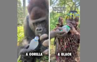 POSSIBLY THE MEANEST VIDEO VᵳB HAS EVER POSTED 🦍 AFRICAN 🆚 GORILLA